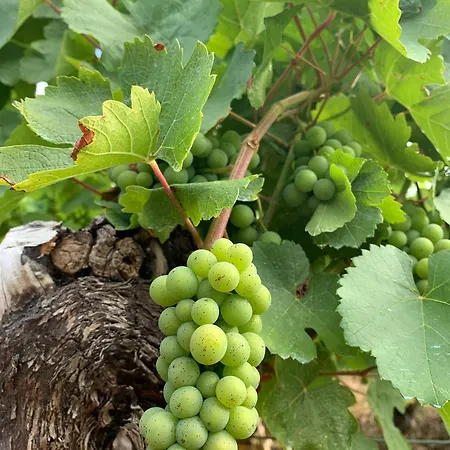 Διαμέρισμα Schoene Gaertnerin *